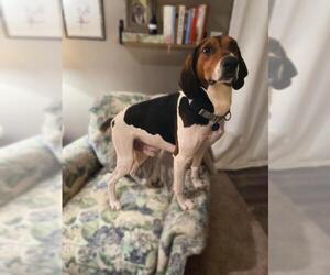 Treeing Walker Coonhound Dogs for adoption in Bellbrook, OH, USA