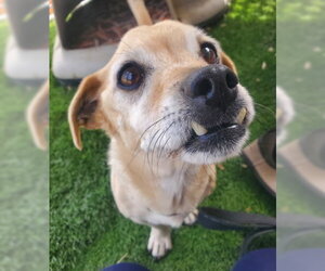 Chihuahua-Unknown Mix Dogs for adoption in Ventura, CA, USA