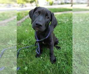 Labrador Retriever Dogs for adoption in Mankato, MN, USA