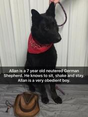 Small German Shepherd Dog