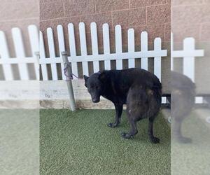 German Shepherd Dog Dogs for adoption in Modesto, CA, USA