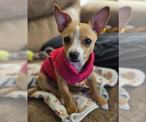 Chihuahua-Unknown Mix Dogs for adoption in Bellevue, WA, USA