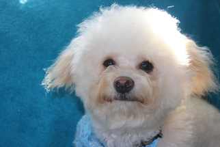 Bichon Frise-Unknown Mix Dogs for adoption in Morgan Hill, CA, USA