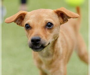Chihuahua-Unknown Mix Dogs for adoption in Canton, CT, USA