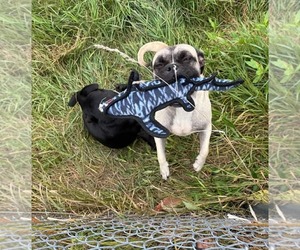 Puggle Dogs for adoption in Westwood, NJ, USA