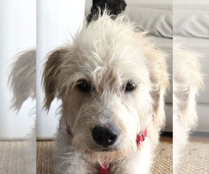 Mutt Dogs for adoption in Wakefield, RI, USA