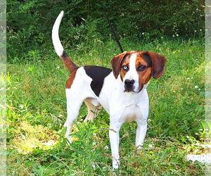 Mutt Dogs for adoption in Wetumpka, AL, USA