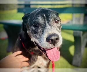 American Pit Bull Terrier-Unknown Mix Dogs for adoption in Orlando, FL, USA