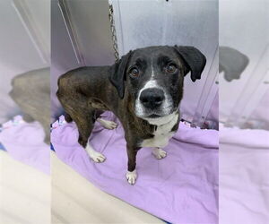 Boxer-Unknown Mix Dogs for adoption in Fairbanks, AK, USA