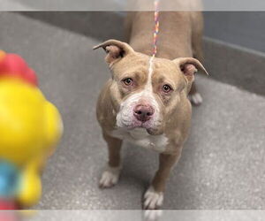 American Pit Bull Terrier-Unknown Mix Dogs for adoption in Las Vegas, NV, USA