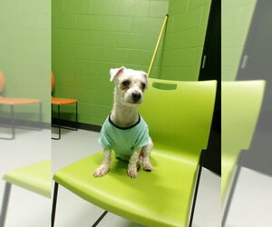 Poodle (Miniature) Dogs for adoption in Temple, TX, USA