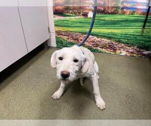 Mutt Dogs for adoption in Moreno Valley, CA, USA