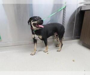 Rottweiler-American Pit Bull Terrier Dogs for adoption in Fairbanks, AK, USA