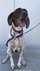 German Shorthaired Pointer Dogs for adoption in Fresno, CA, USA