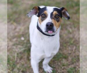 Mutt Dogs for adoption in San Antonio, TX, USA