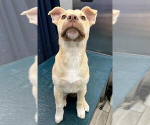 American Bulldog-Unknown Mix Dogs for adoption in Mobile, AL, USA