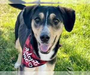 Black and Tan Coonhound-Unknown Mix Dogs for adoption in Pueblo, CO, USA