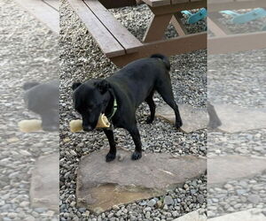 Labrador Retriever Dogs for adoption in Pottstown, PA, USA