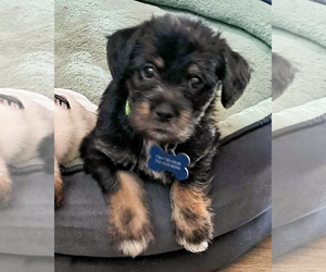 Maltese-Unknown Mix Dogs for adoption in Corona, CA, USA