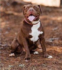 Medium Photo #1 American Pit Bull Terrier Puppy For Sale in Peachtree City, GA, USA