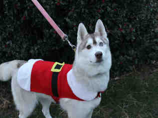 Siberian Husky Dogs for adoption in Brewster, MA, USA