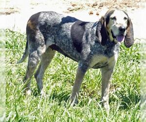 Bluetick Coonhound Dogs for adoption in Scottsdale, AZ, USA
