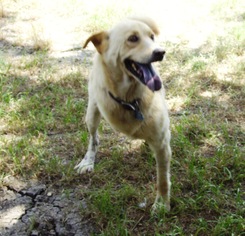 Medium Photo #1 Labrador Retriever-Unknown Mix Puppy For Sale in Grand Prairie, TX, USA