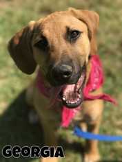 Bloodhound Dogs for adoption in Conway, AR, USA