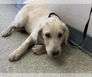 Labrador Retriever-Unknown Mix Dogs for adoption in Visalia, CA, USA