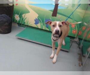 American Staffordshire Terrier Dogs for adoption in Waco, TX, USA
