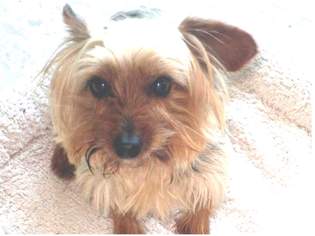 Silky Terrier-Unknown Mix Dogs for adoption in Suffolk, VA, USA