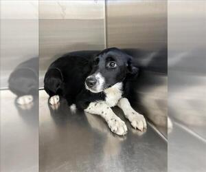 Border Collie-Unknown Mix Dogs for adoption in Norco, CA, USA