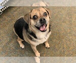 Puggle Dogs for adoption in Lindon, UT, USA