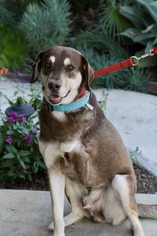 Sheprador Dogs for adoption in Newport Beach, CA, USA
