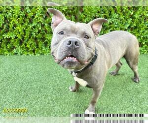 American Pit Bull Terrier Dogs for adoption in West Palm Beach, FL, USA