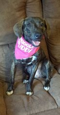 Plott Hound Dogs for adoption in Sanderson, FL, USA
