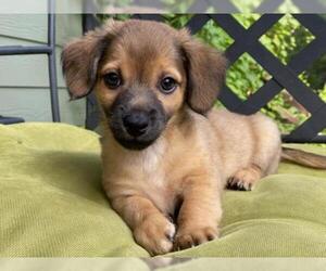 Chiweenie Dogs for adoption in Columbia, TN, USA