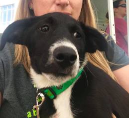 Border Collie Dogs for adoption in Great Bend, KS, USA