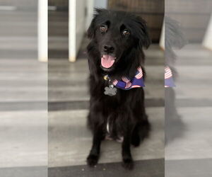 Borador Dogs for adoption in Holly Springs, NC, USA