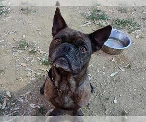 French Bulldog-Unknown Mix Dogs for adoption in Martinez, CA, USA