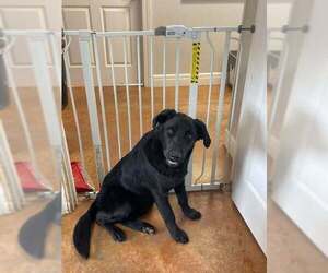 Wirehaired lab Dogs for adoption in Bolivar, MO, USA