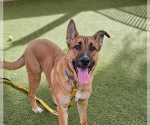German Shepherd Dog-Unknown Mix Dogs for adoption in Las Vegas, NV, USA