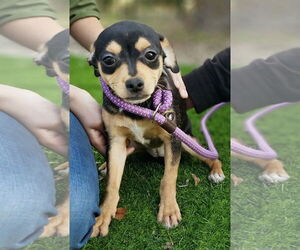 Chihuahua-Unknown Mix Dogs for adoption in Rockaway, NJ, USA