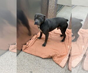 Boxer-Unknown Mix Dogs for adoption in Martinsburg, WV, USA