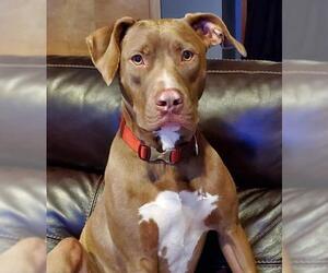 Labrador Retriever-Staffordshire Bull Terrier Mix Dogs for adoption in Shakopee, MN, USA