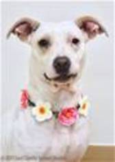 Medium Photo #1 American Pit Bull Terrier-Unknown Mix Puppy For Sale in Pleasanton, CA, USA