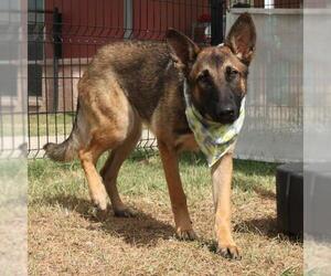 Mutt Dogs for adoption in San Antonio, TX, USA