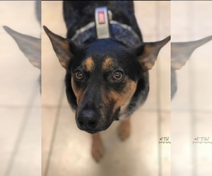 Australian Cattle Dog Dogs for adoption in Sonora, CA, USA