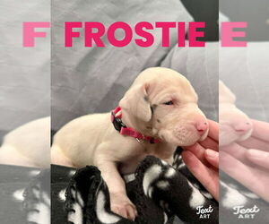 Great Dane Dogs for adoption in Bullard, TX, USA