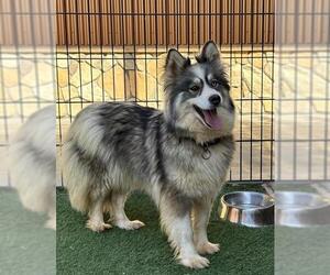 Mutt Dogs for adoption in Sacramento, CA, USA